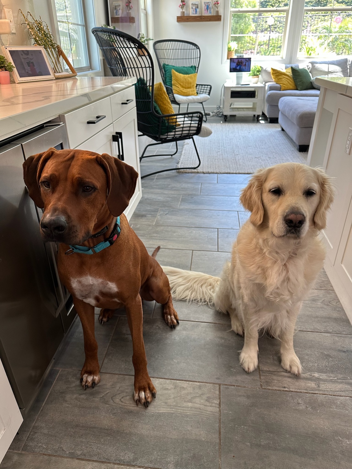 Two dogs sitting together in the kitchen