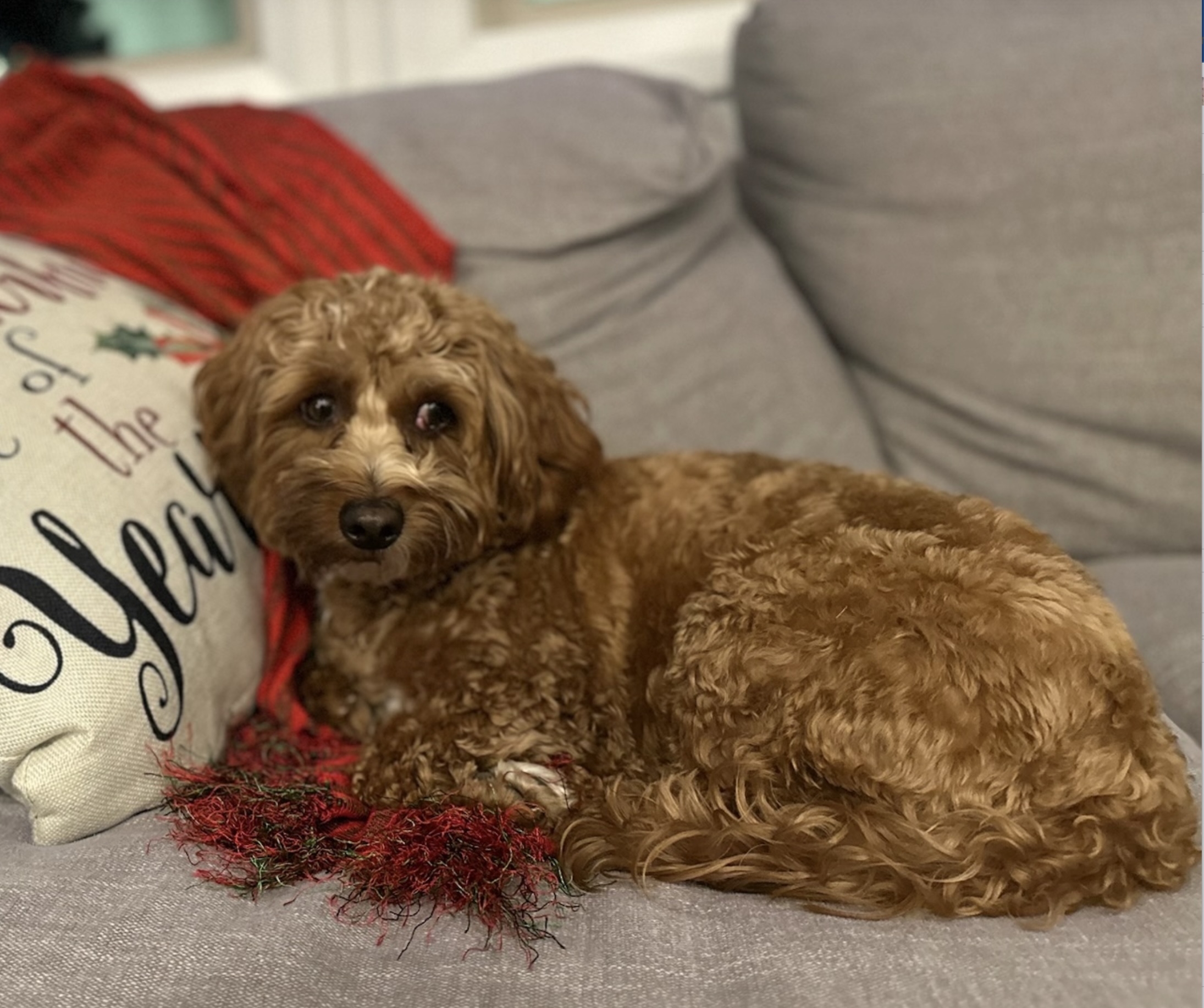 Cinnamon dog sitting on couch