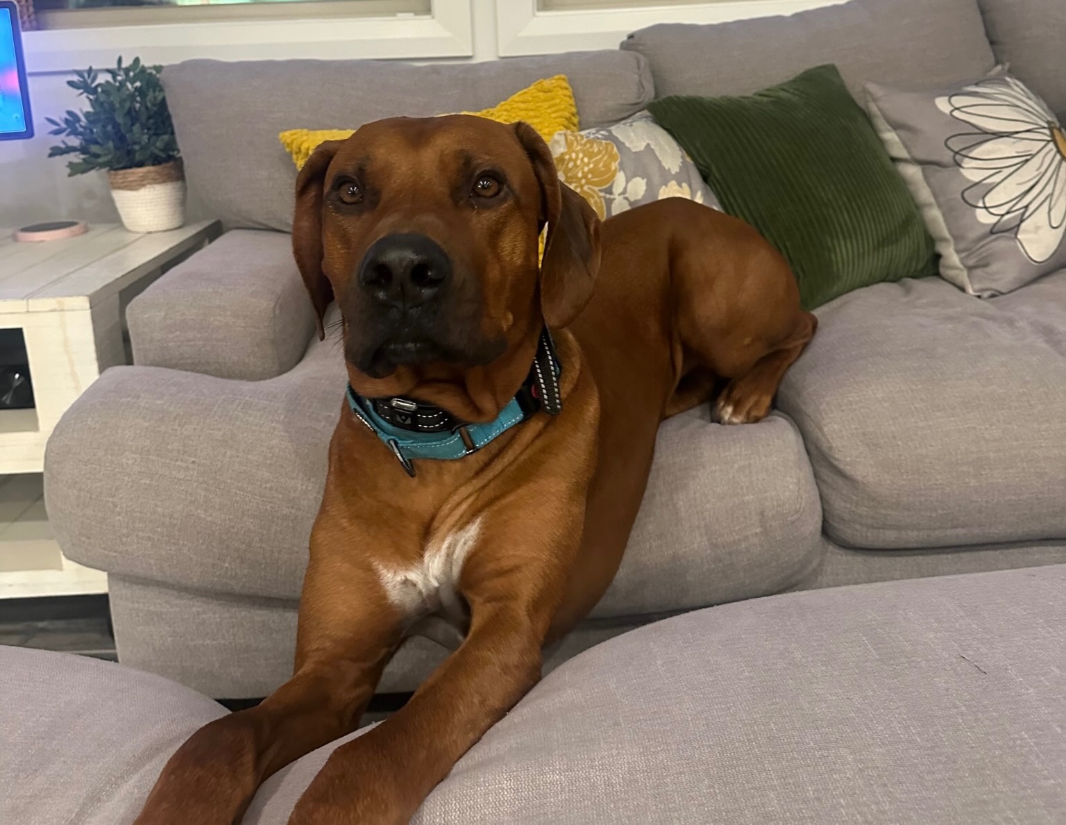 Lucky dog sitting on grass